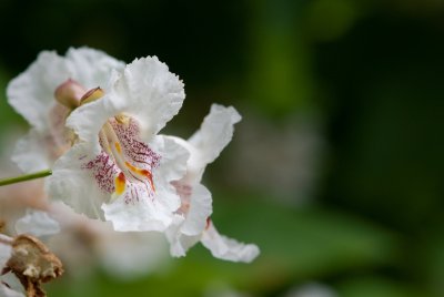 Catalpa bignoides - katalpa trubačovitá - květ detail